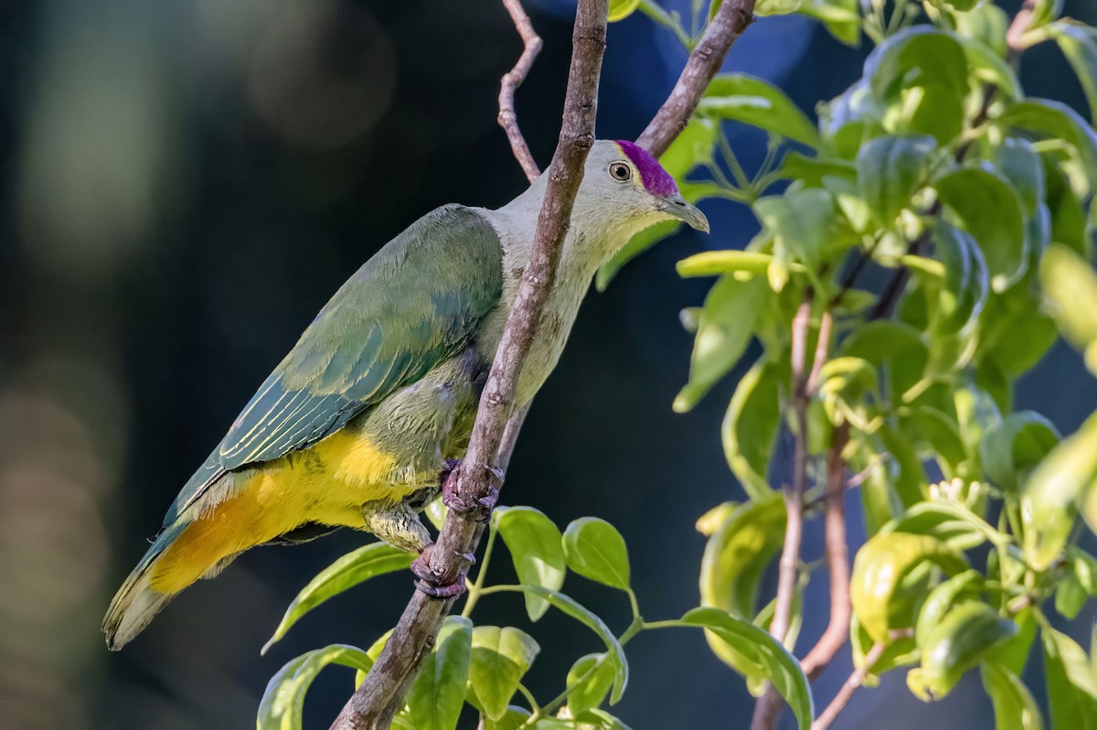 Crimson-crowned Fruit-Dove - ML626487787