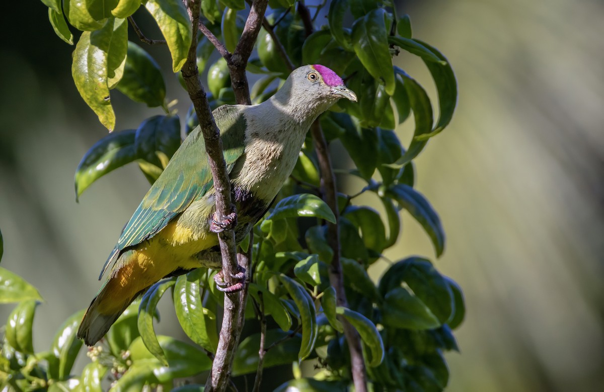 Crimson-crowned Fruit-Dove - ML626487788