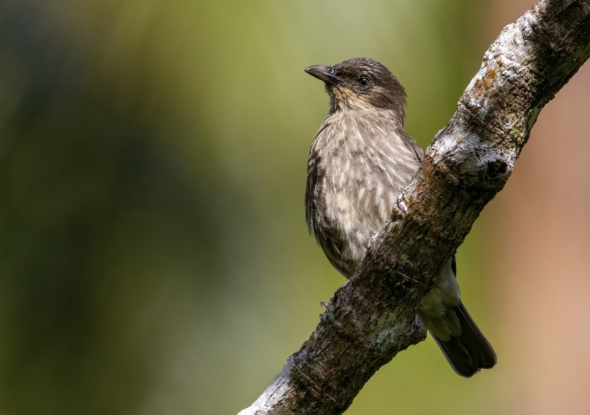 Polynesian Starling - ML626487913