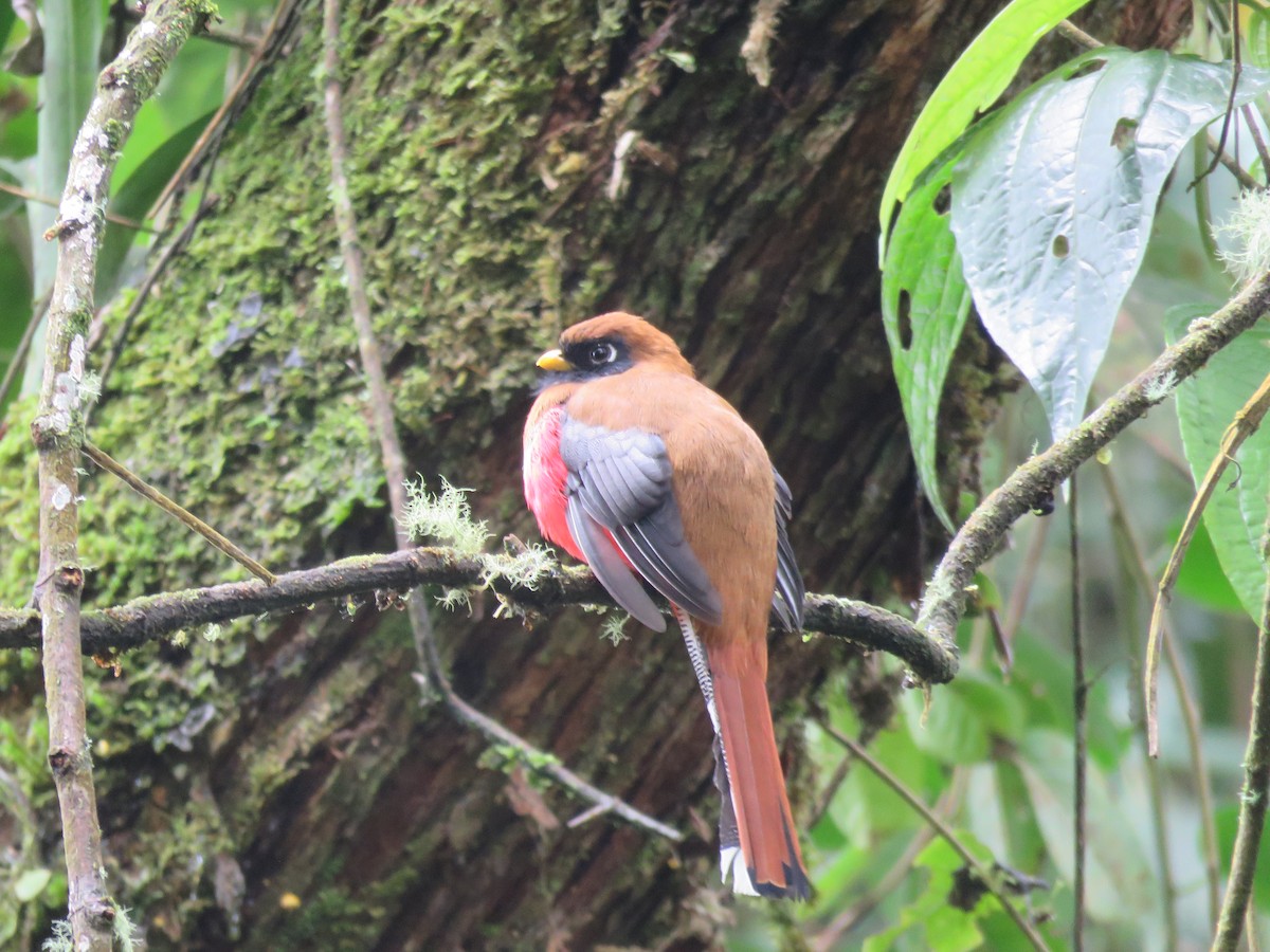 Masked Trogon - ML626487951