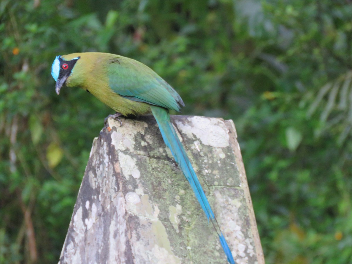 Andean Motmot - ML626487954
