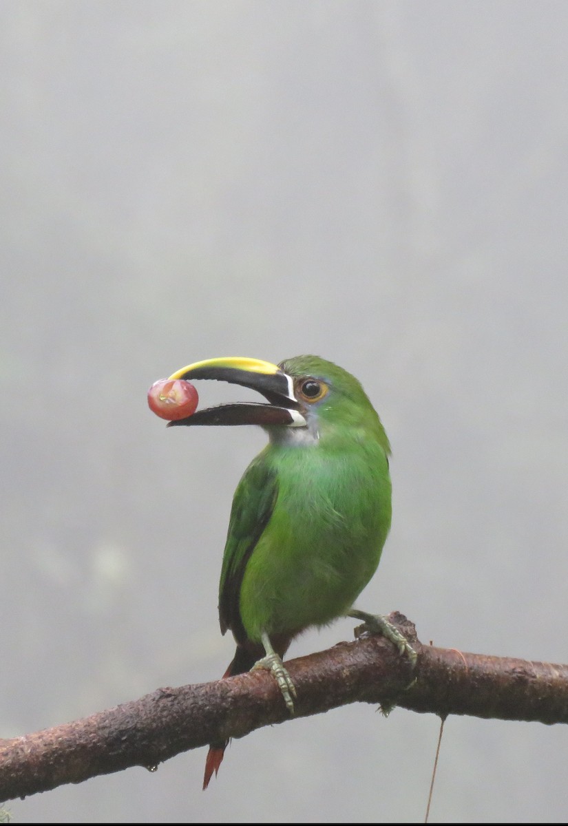 Southern Emerald-Toucanet - ML626487957