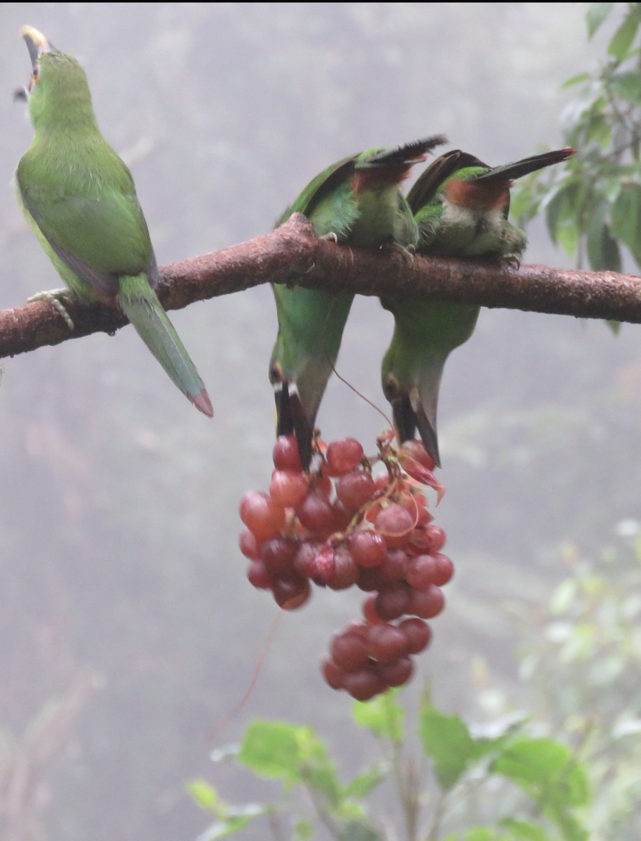 Southern Emerald-Toucanet - ML626487958