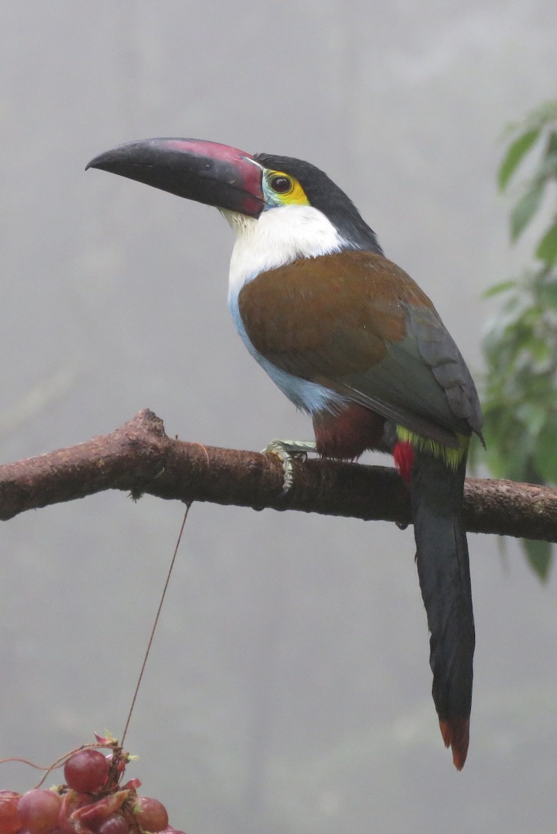 Black-billed Mountain-Toucan - ML626487961