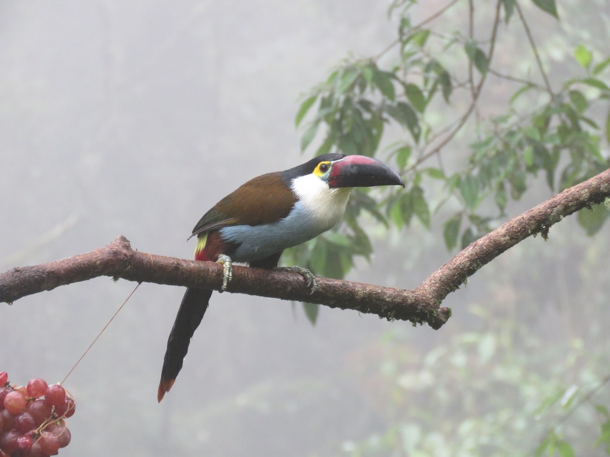 Black-billed Mountain-Toucan - ML626487963