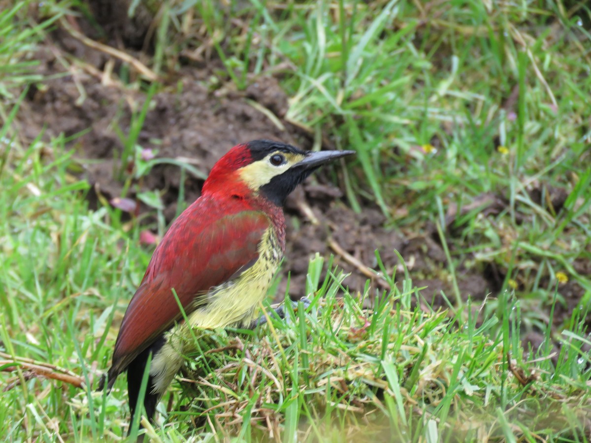 Crimson-mantled Woodpecker - ML626487965