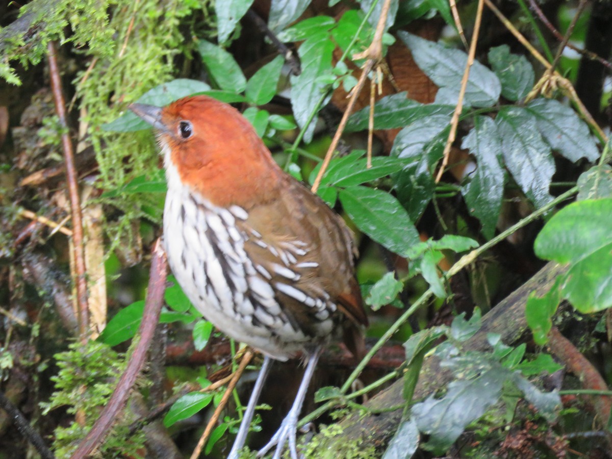 Chestnut-crowned Antpitta - ML626487967