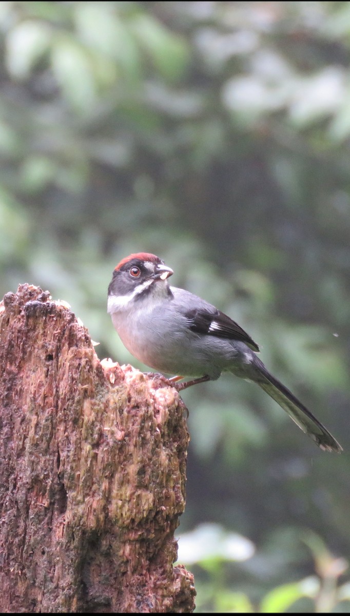 Northern Slaty Brushfinch - ML626487974