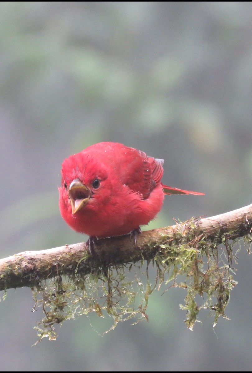 Summer Tanager - ML626487978