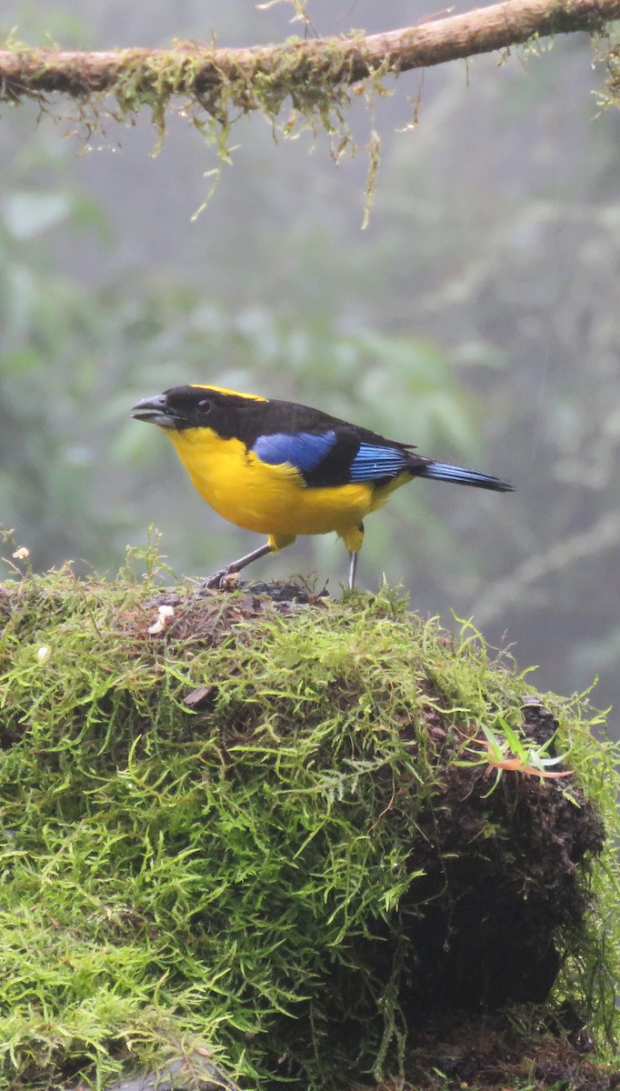 Blue-winged Mountain Tanager - ML626487980