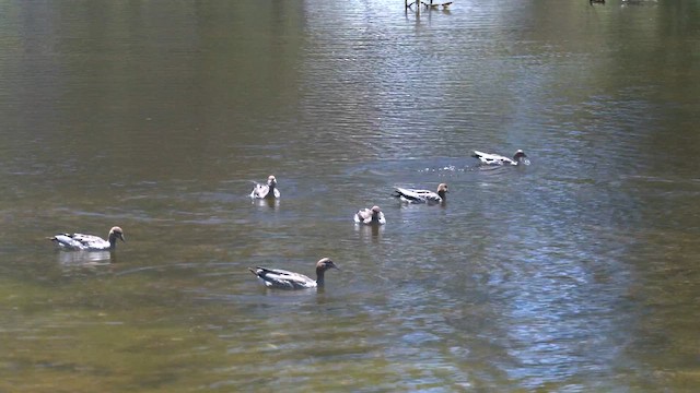 Maned Duck - ML626488010
