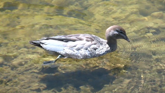 Maned Duck - ML626488014