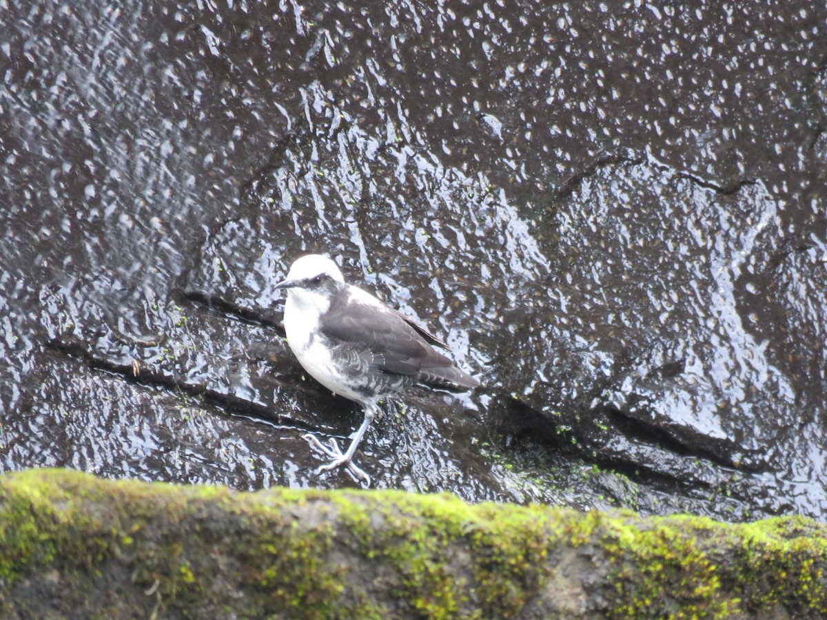 White-capped Dipper - ML626488035