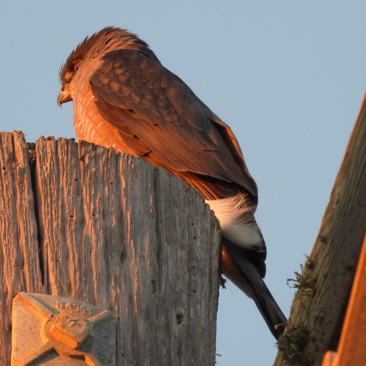 Cooper's Hawk - ML626488077