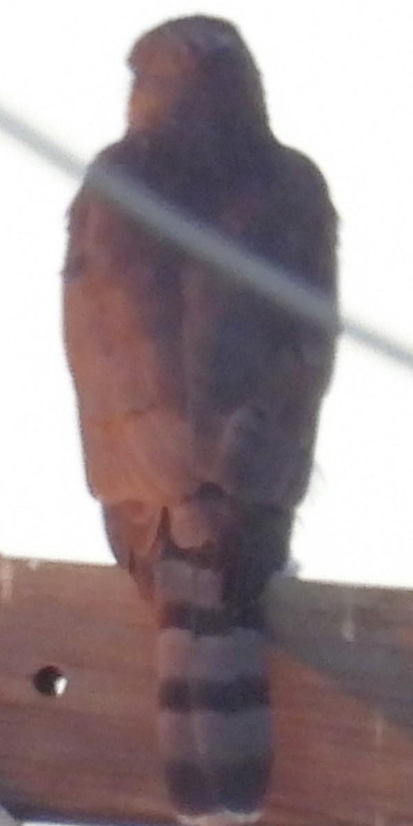 Cooper's Hawk - ML626488078