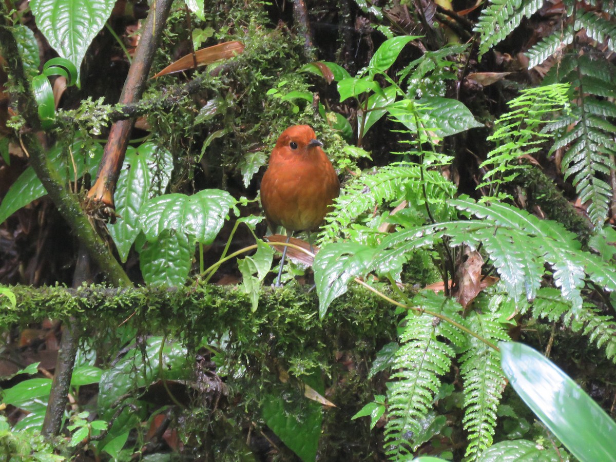 Chami Antpitta - ML626488113