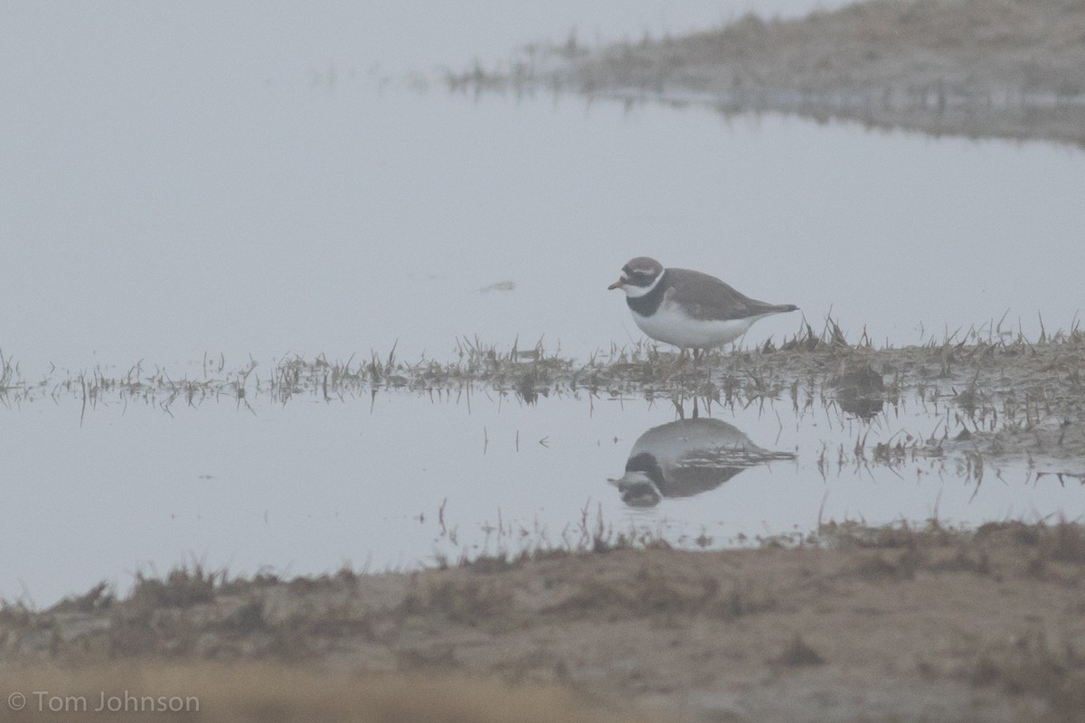 Common Ringed Plover - ML62648821