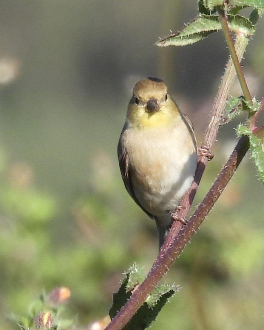 American Goldfinch - ML626488424