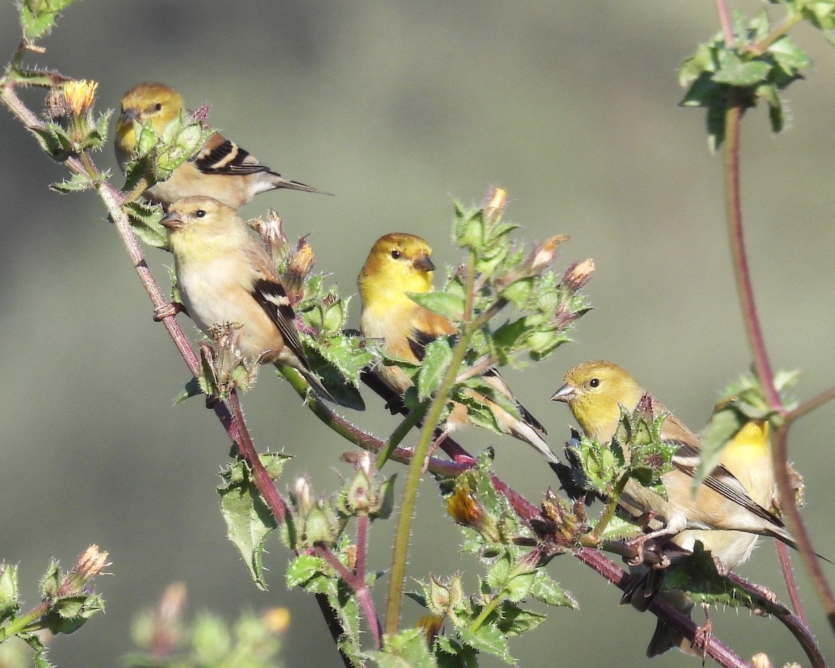 American Goldfinch - ML626488426