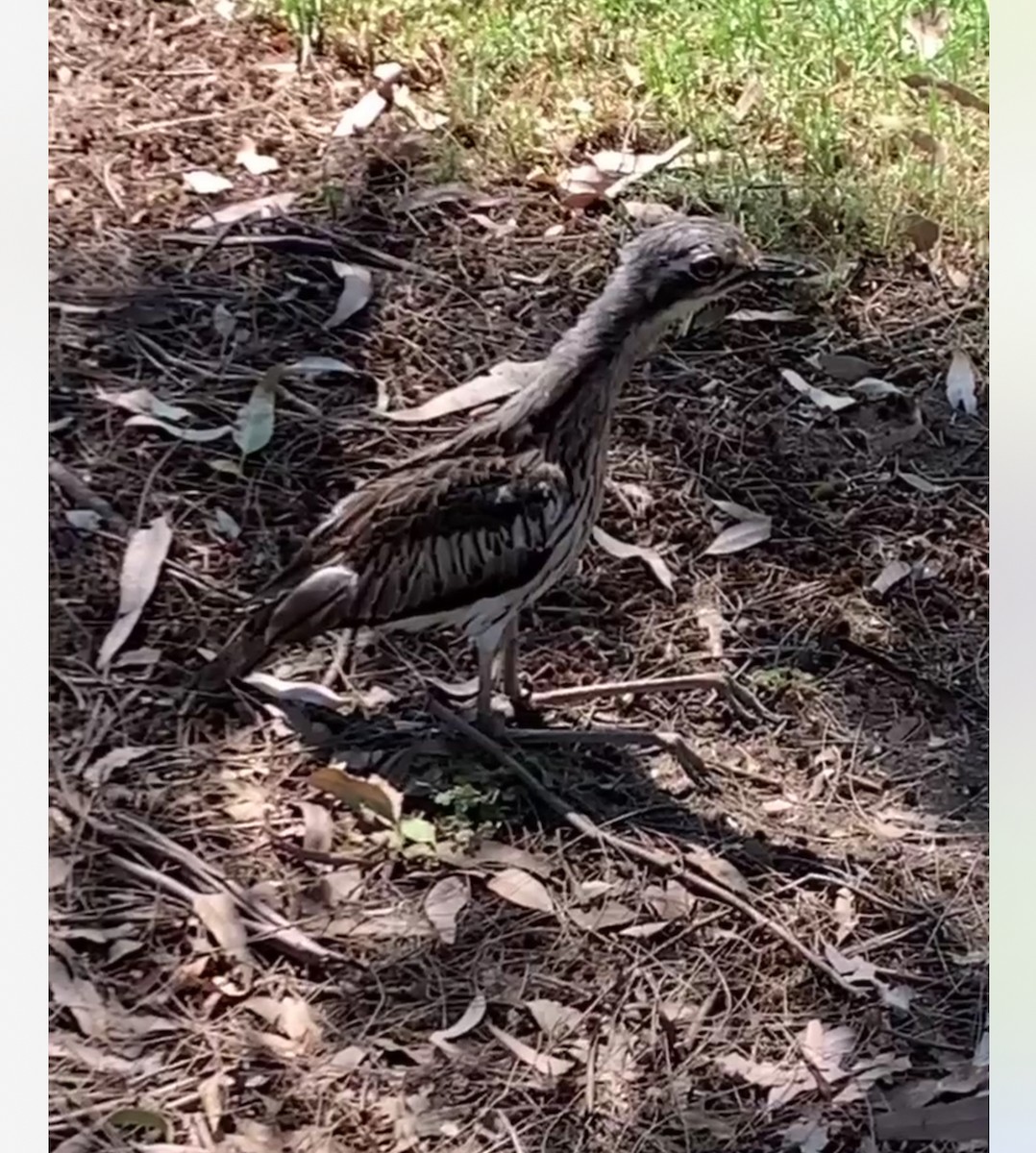 Bush Thick-knee - ML626488632