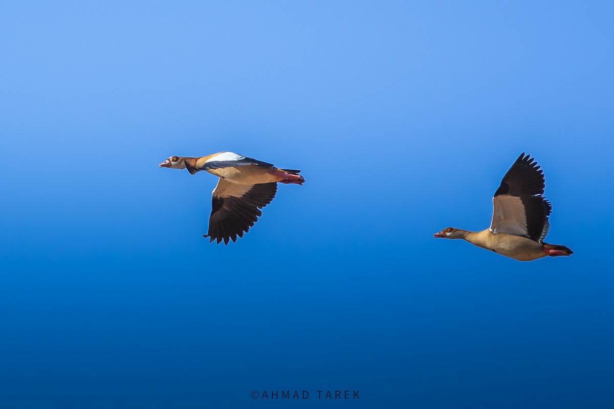 Oca egiziana - ML626488697