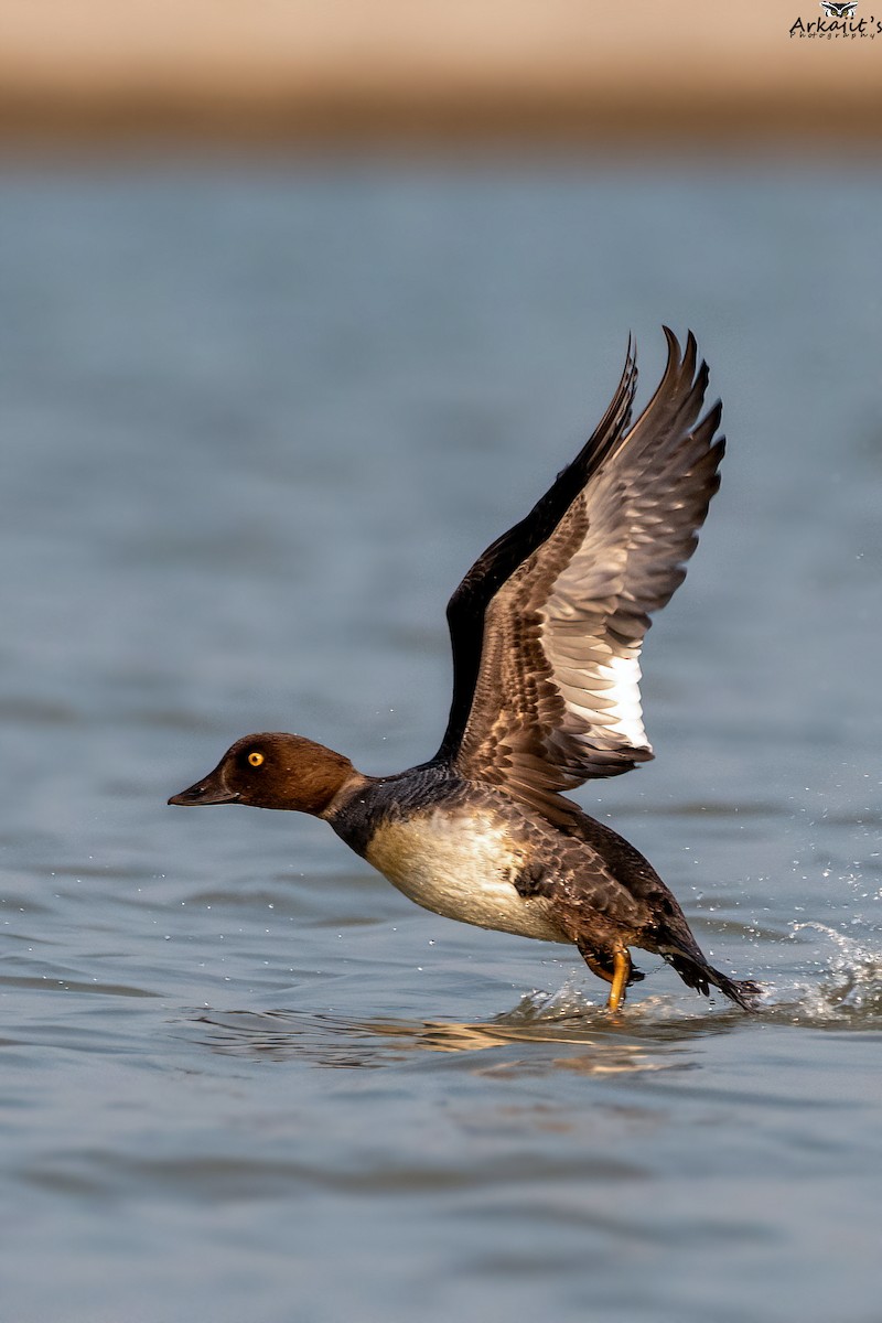עבראש ירוק - ML626488706