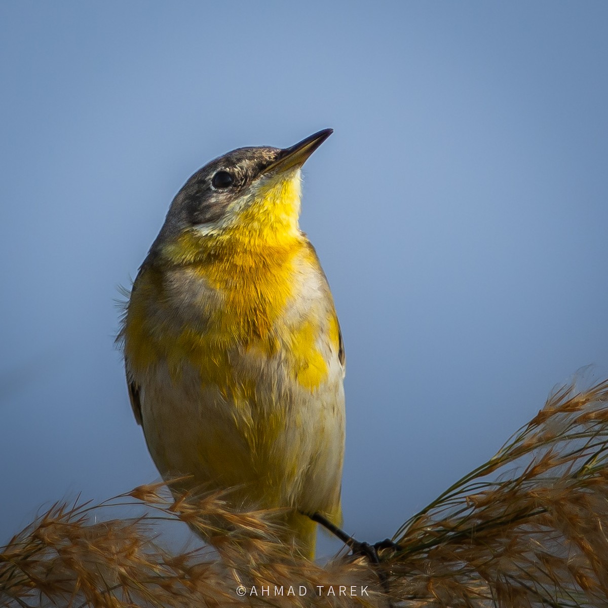 Cutrettola - ML626488720