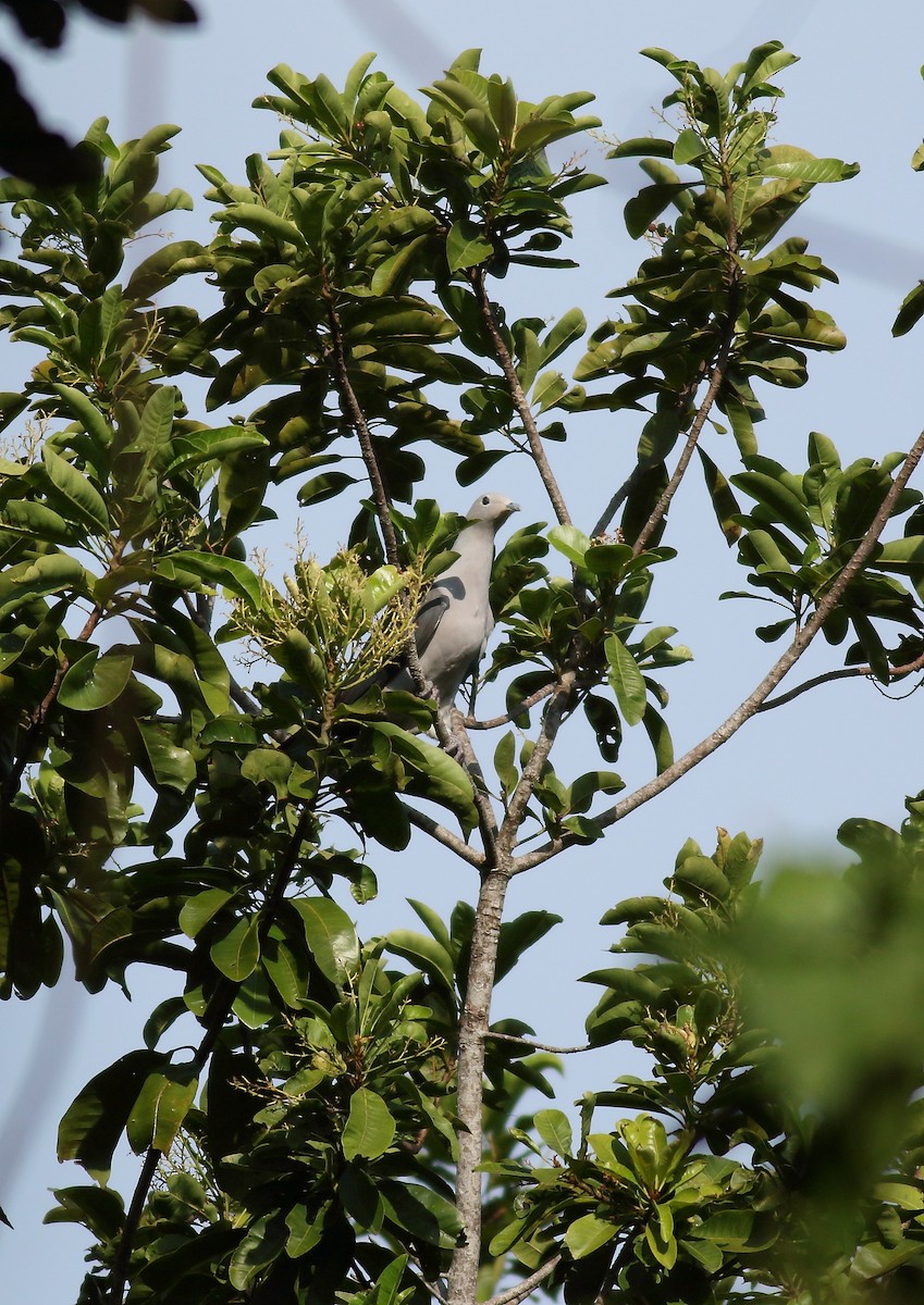 Gray Imperial-Pigeon - ML626488756