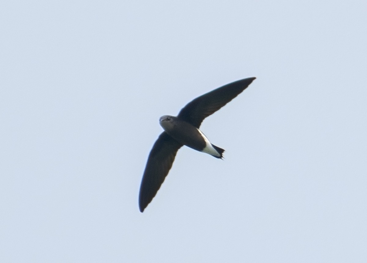 Silver-backed Needletail - ML626488867