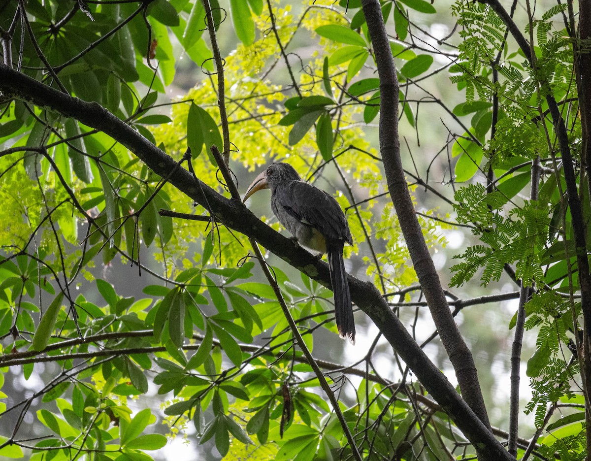 ニシインドコサイチョウ - ML626488878