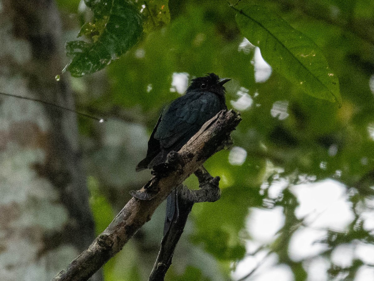 エンビオウチュウカッコウ - ML626488879