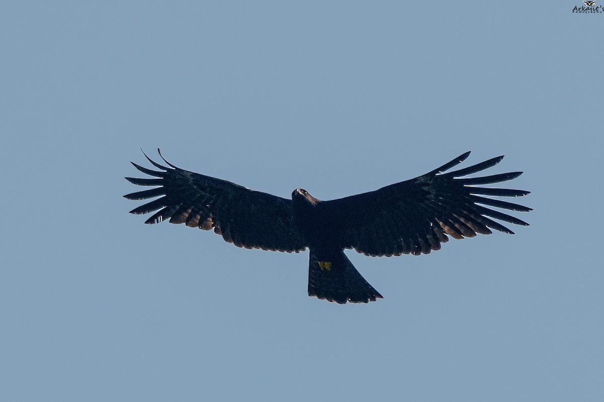 Black Eagle - ML626488882