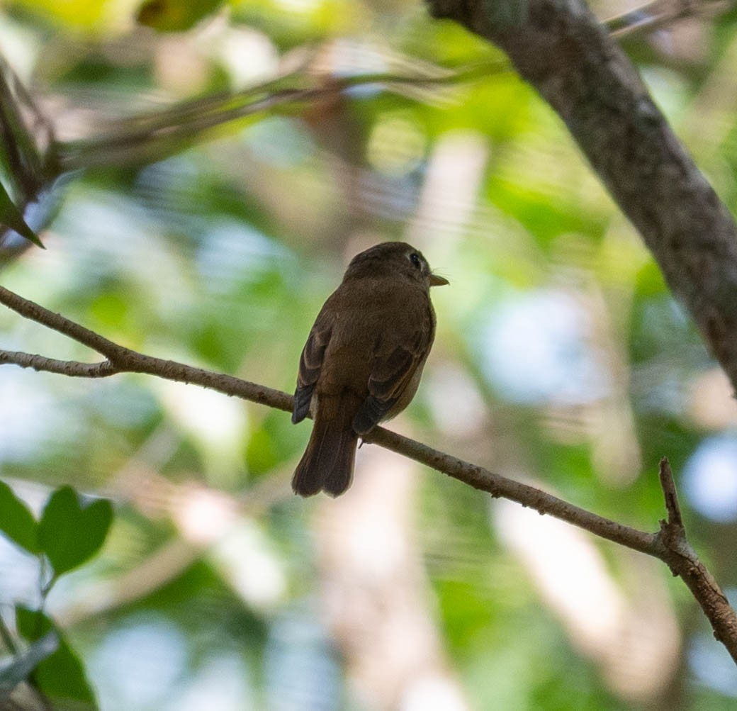 チャムネサメビタキ - ML626488901