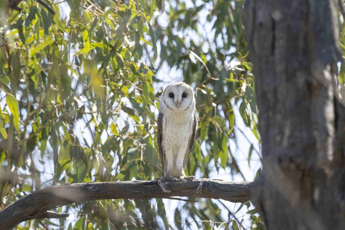 Eastern Barn Owl - ML626489077