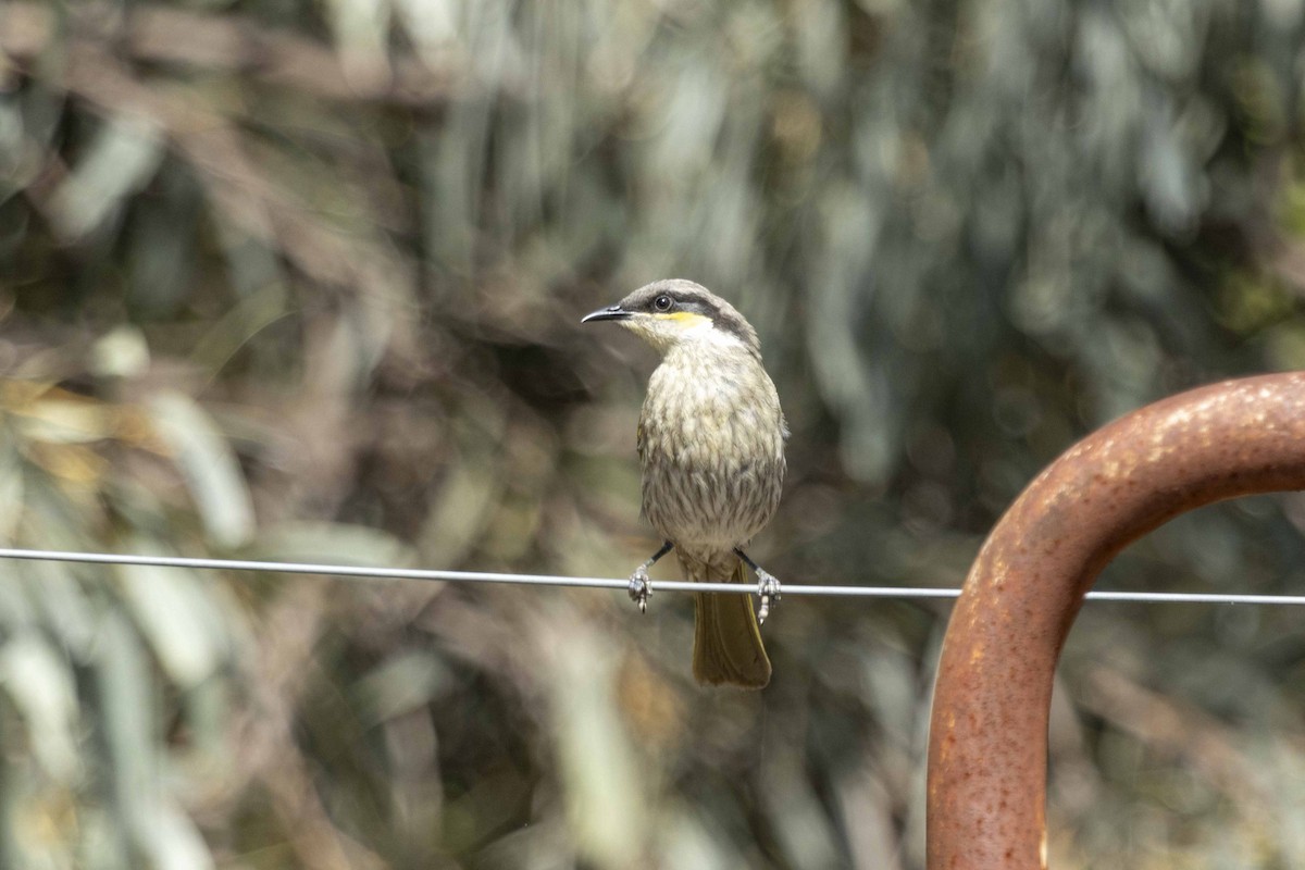 Singing Honeyeater - ML626489095