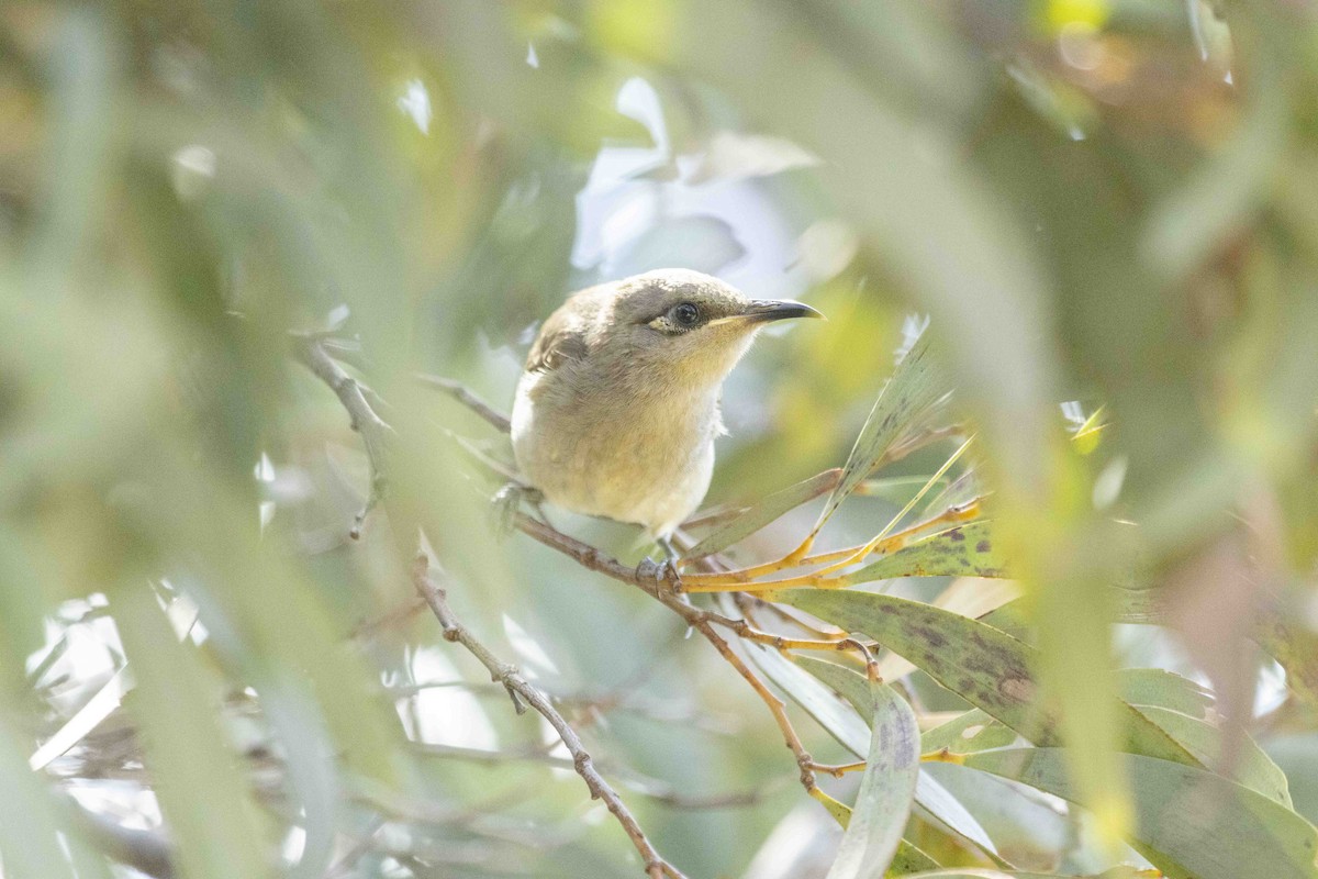 Brown Honeyeater - ML626489101