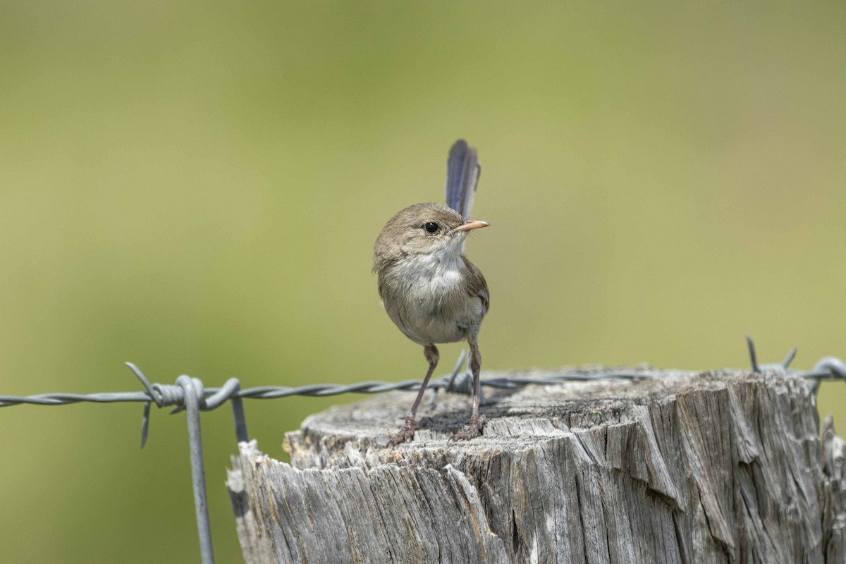 Purple-backed Fairywren - ML626489105