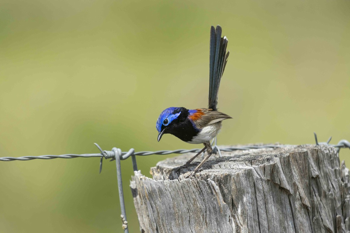 Purple-backed Fairywren - ML626489108