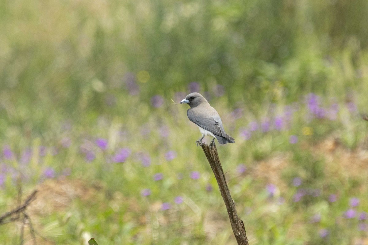 White-breasted Woodswallow - ML626489147