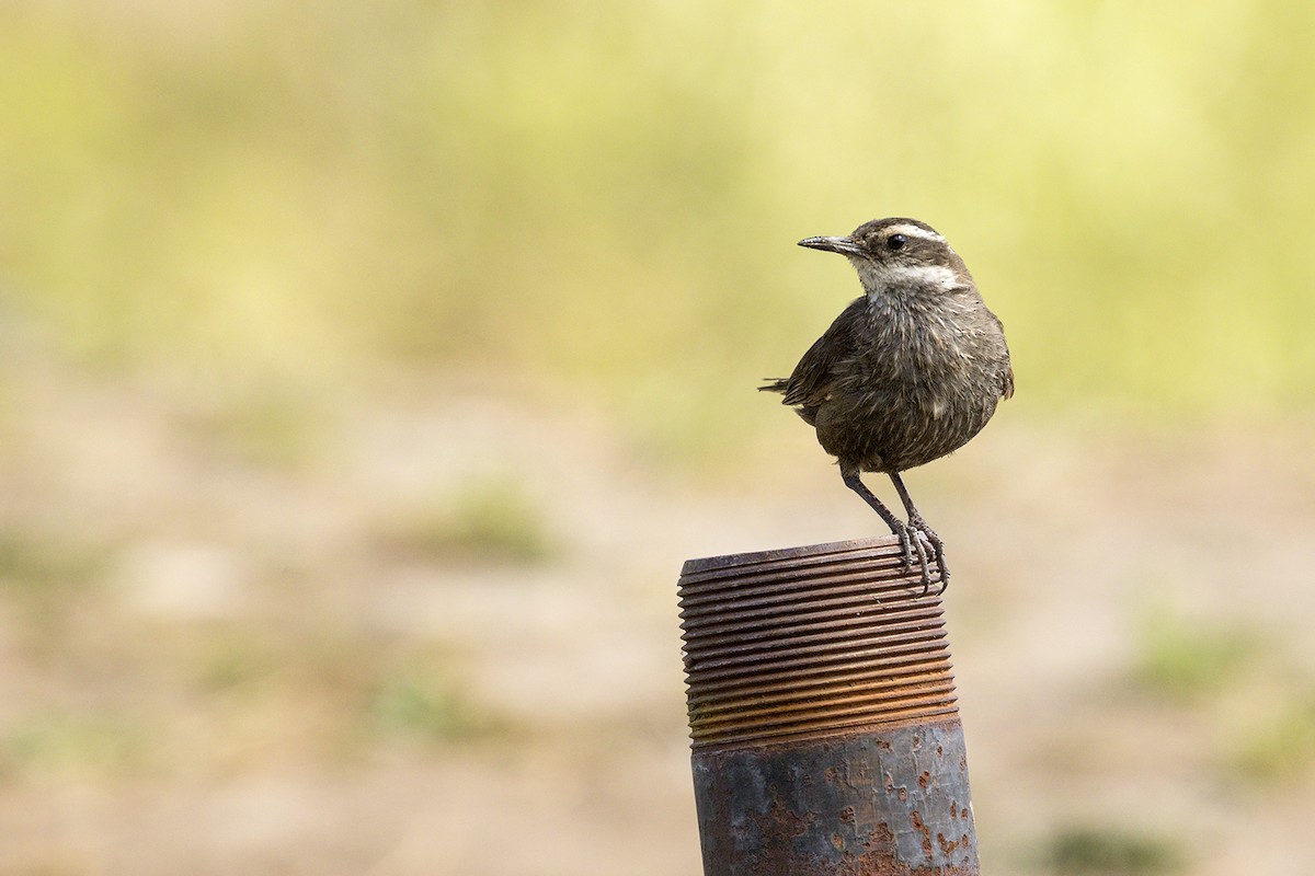 Dark-bellied Cinclodes - ML626489148