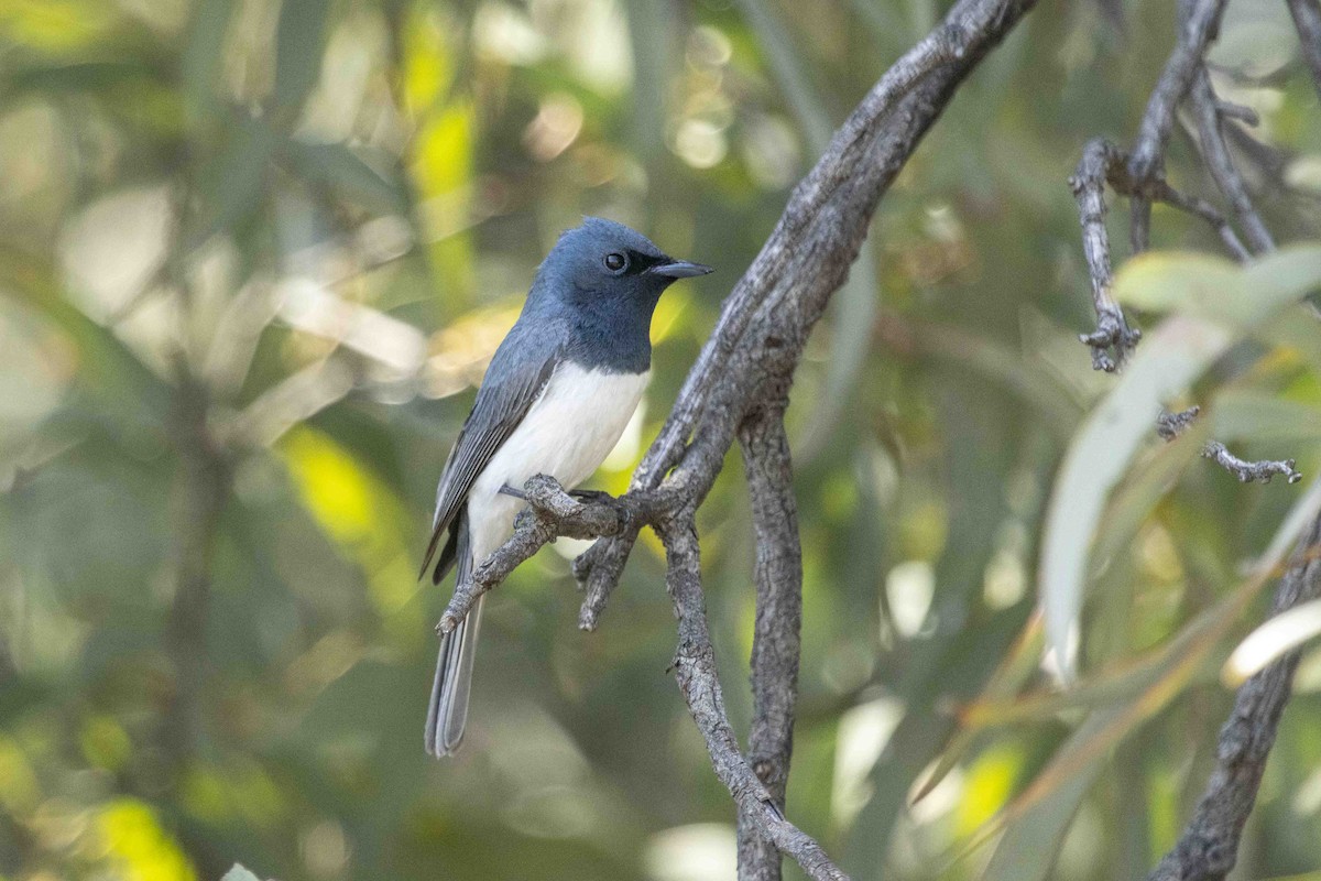 Leaden Flycatcher - ML626489162