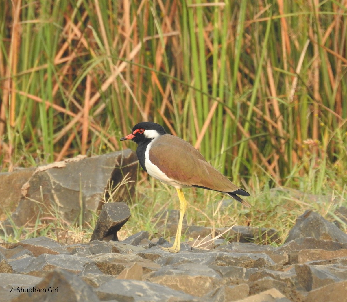 Red-wattled Lapwing (White-necked) - ML626489174