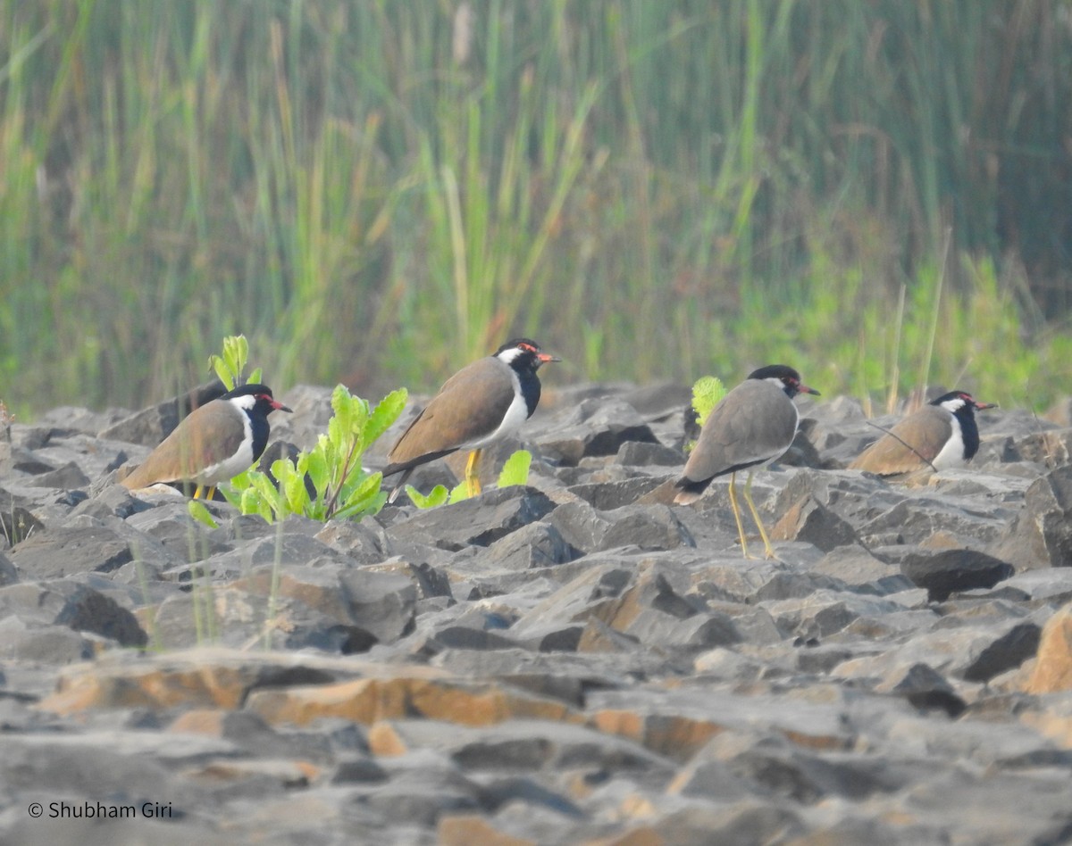 Red-wattled Lapwing (White-necked) - ML626489175