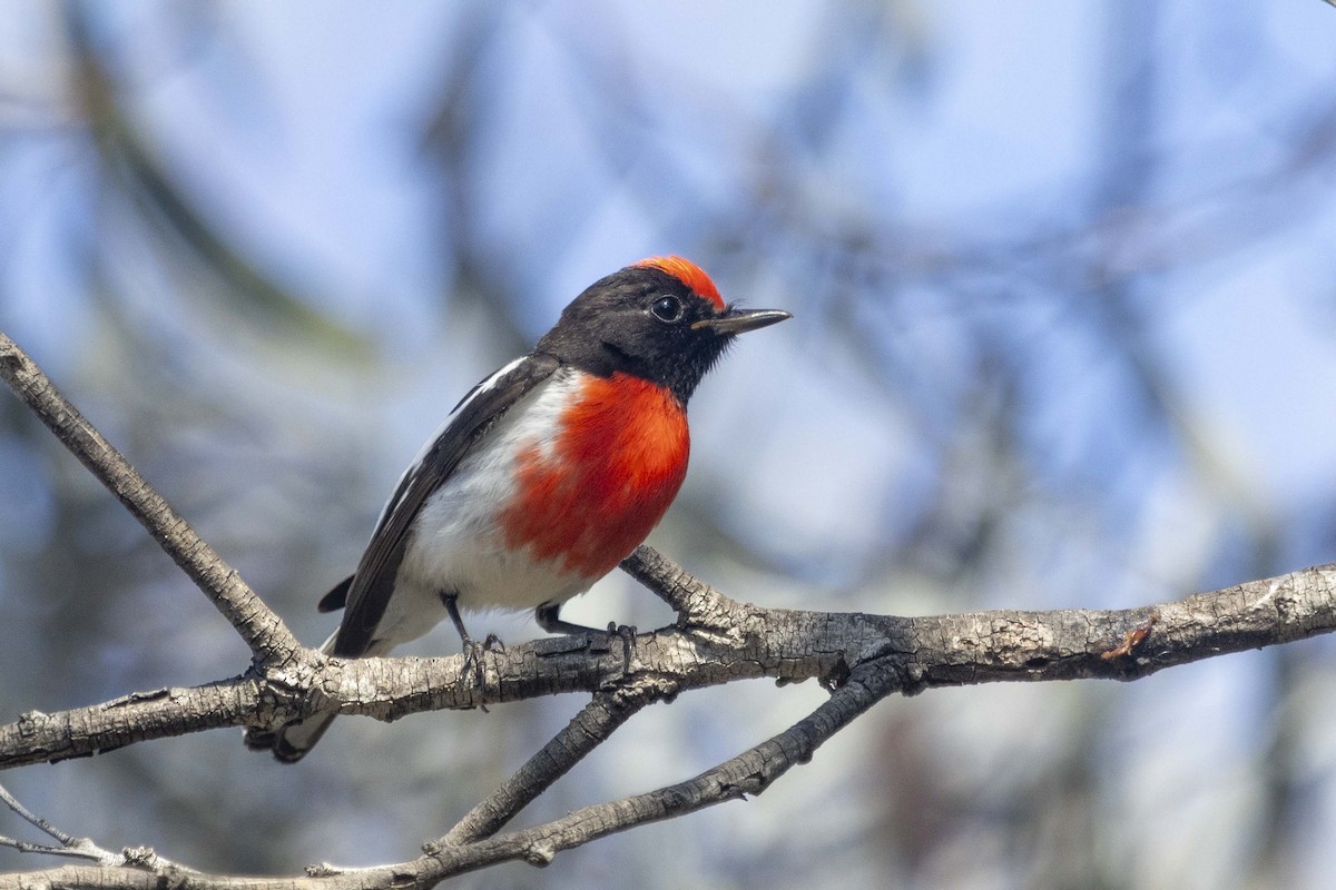 Red-capped Robin - ML626489178