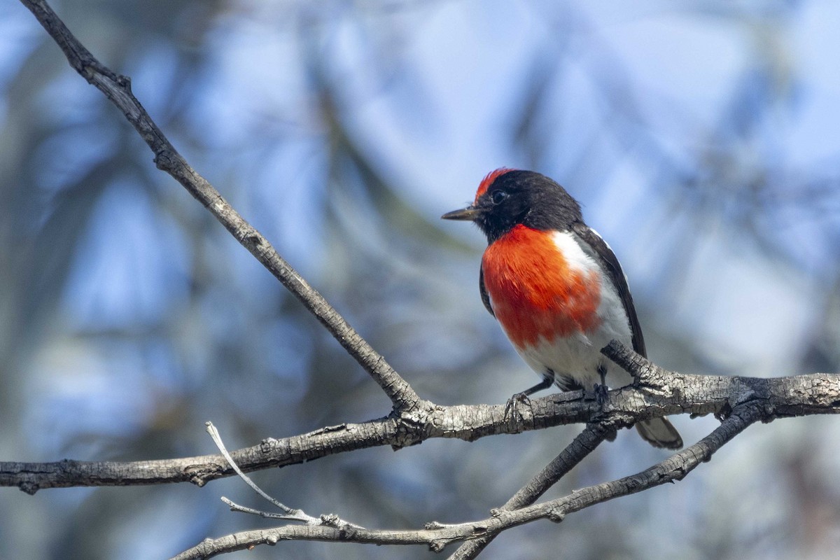 Red-capped Robin - ML626489179