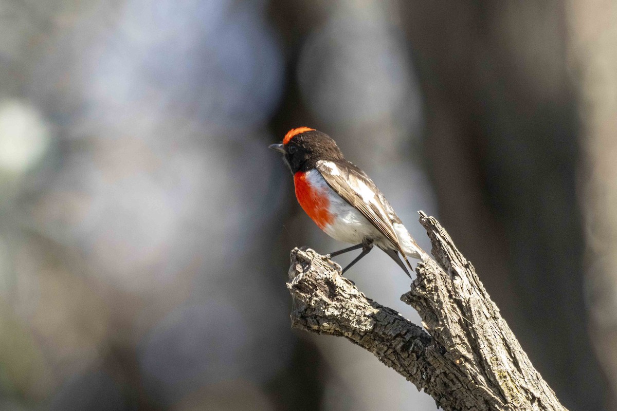 Red-capped Robin - ML626489181