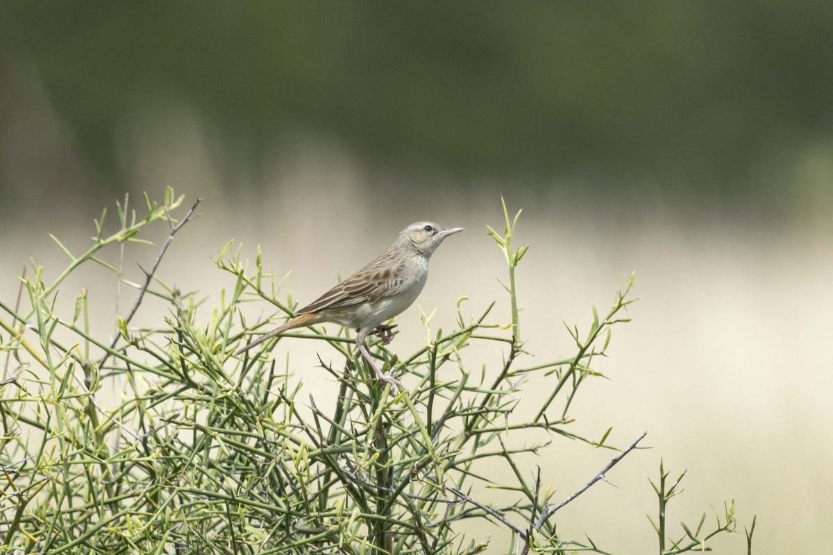 Rufous Songlark - ML626489191