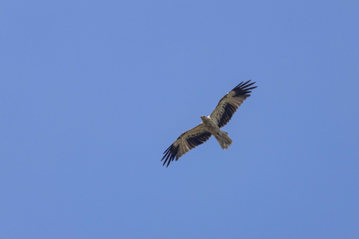 Whistling Kite - ML626489226
