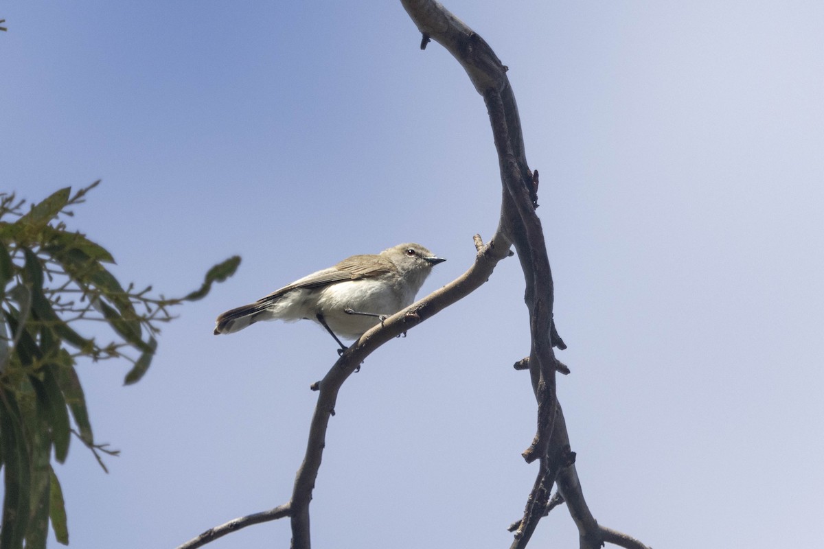 Western Gerygone - ML626489245