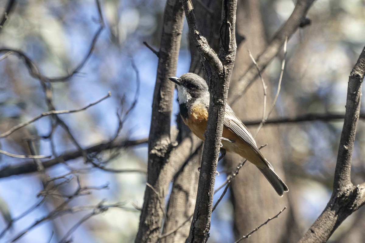 Rufous Whistler - ML626489258